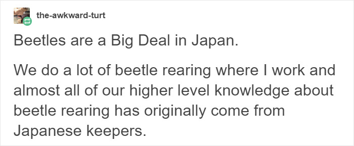  Turns Out Beetles In Japan Are Such A Big Deal That People Keep Them As Pets And Feed Them Jelly Cups