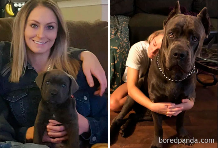 My Wife And Capone. 2016 Vs 2018