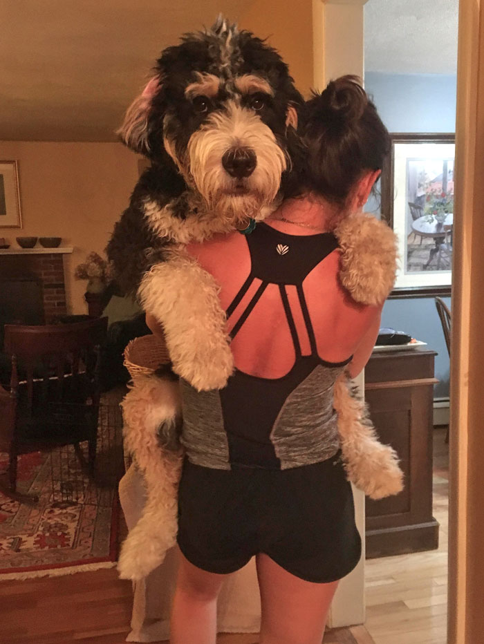 Frank Is A 7-Month-Old Bernedoodle. "He Won't Be As Big As A Bernese Mountain Dog Because Of The Poodle Mix" -My Niece Julia, His Owner. I Can't Stop Laughing
