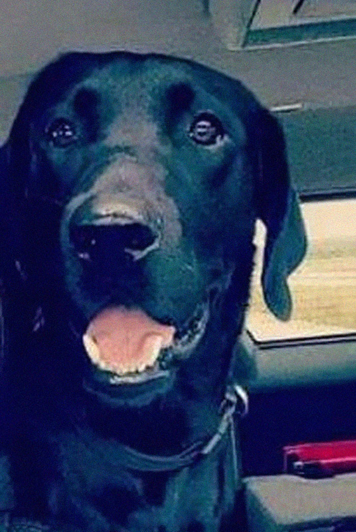 Lab Owner Can't Believe His Eyes When He Finds His Missing Dog Running In The A Field With Two Unusual 'Friends'