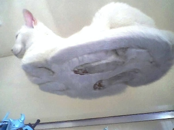 Hover Cat Is Here