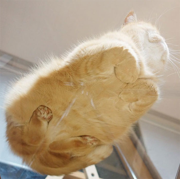 L'anatomie d'un pain de chat