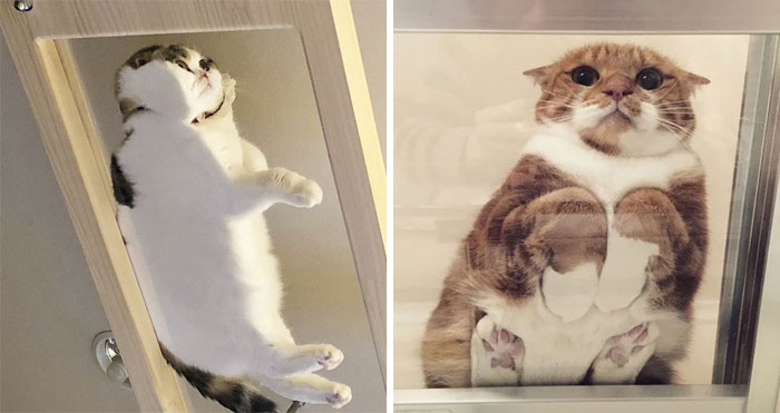 30 Hilarious Reasons Why Every Cat Owner Should Get A Glass Table