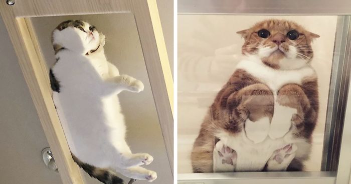 fat cats on glass tables