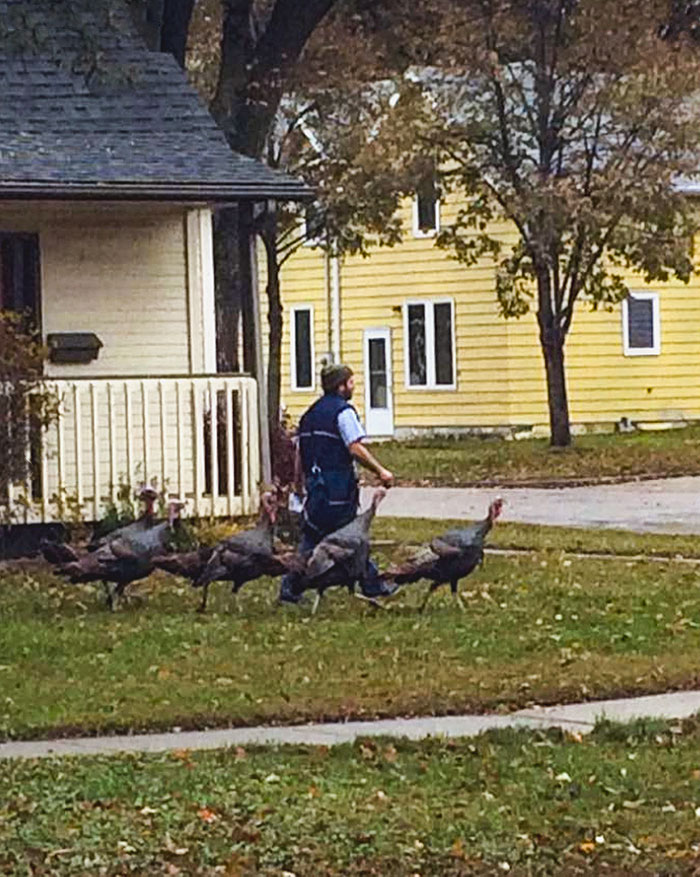 My Friend's Neighborhood Rafter Of Wild Turkeys Have Taken To Following The Mailman Around As He Walks From House To House, Like Some Kind Of Avian Pied Piper
