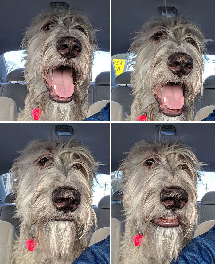 My Dog's Facial Expressions When I Didn't Turn Towards The Dog Park