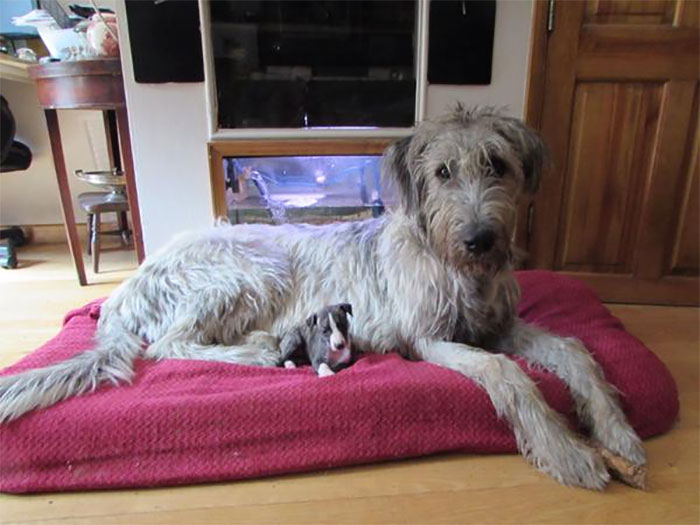 Our New Whippet Puppy Sitting With His Friend, An Irish Wolfhound Puppy