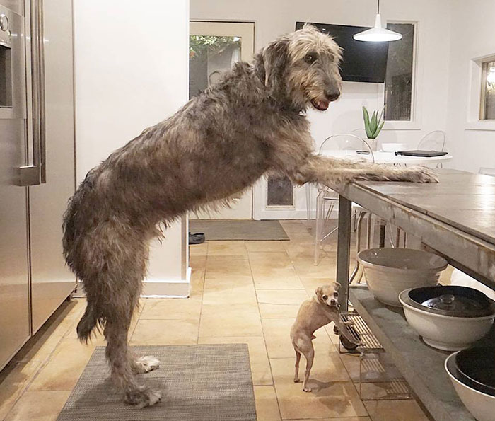 People Are Posting Hilarious Photos Of Their Irish Wolfhounds, And It’s Crazy How Large They Are (50 Pics)
