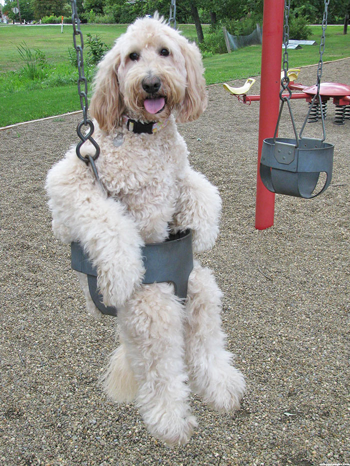 Happy big dog sitting in a swing 
