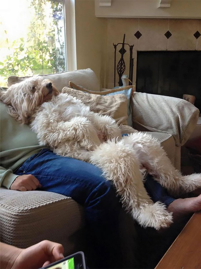 Dog laying on top of his owner 