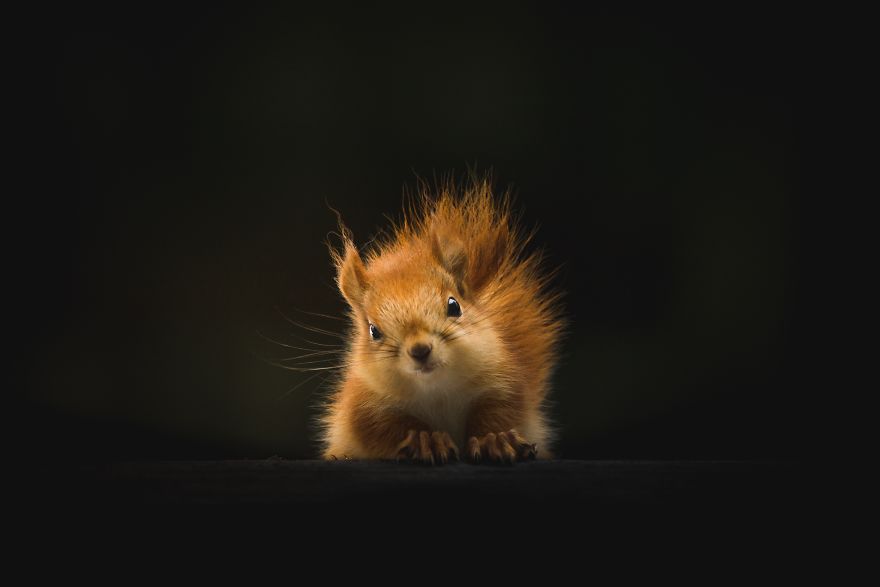 Prince Charles Is Nuts For Red Squirrels