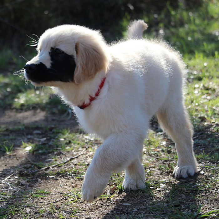 Golden Retriever Was Born With A Rare Genetic Mutation, And It Made Him Incredibly Adorable