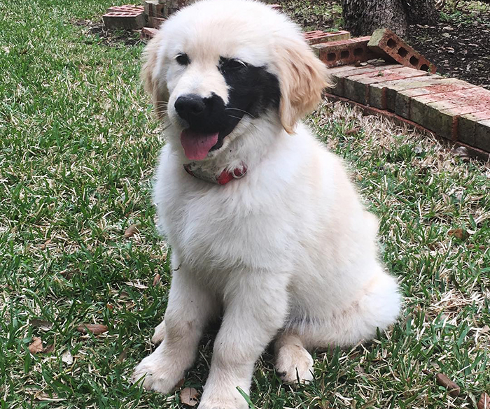 Golden Retriever Was Born With A Rare Genetic Mutation, And It Made Him Incredibly Adorable