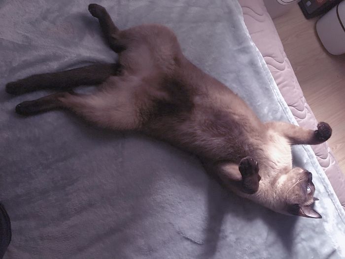 Cat's Daily Life
