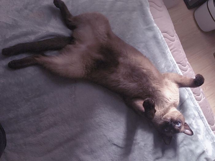 Cat's Daily Life