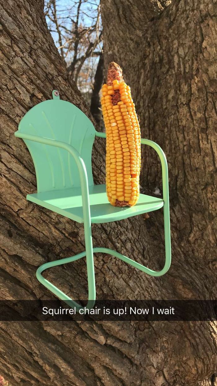 Squirrel Chair
