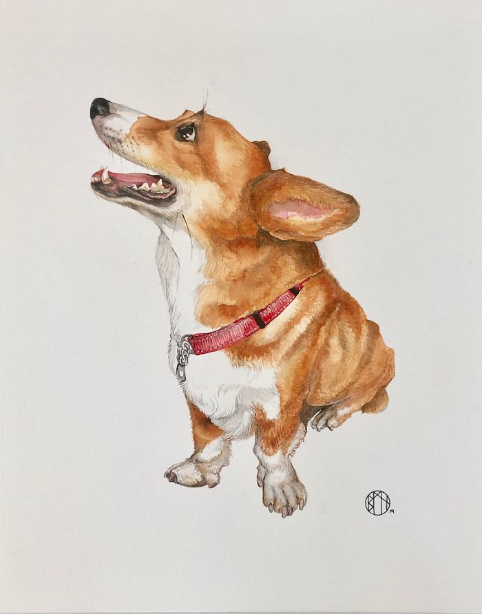 Corgi - Watercolour. Working On A Series Of Dog Paintings And Enjoying Learning To Work In Watercolour