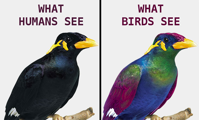 Lo que ven los humanos VS lo que ven las aves