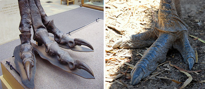 Comparación de pata de T-Rex y de un emú