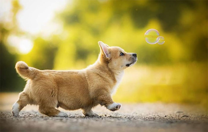 I Capture The Whimsical Side Of Dogs In My Photography (48 Pics)