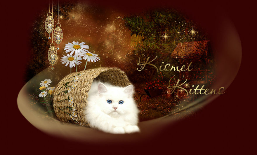 Doll Faced Persian Kitten