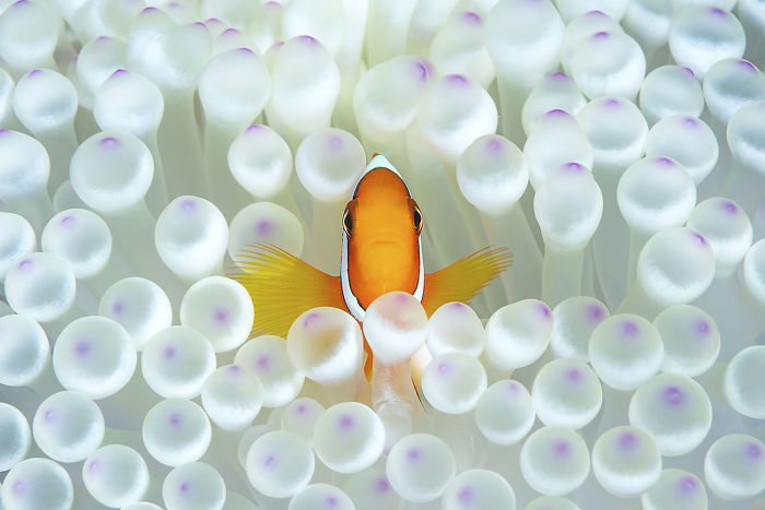 Honorable Mention, Portrait Category, "Nemo" By Matteo Visconti