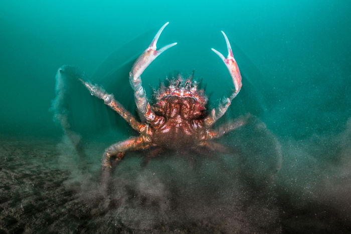 Honorable Mention, Cold Water, "Spider Crab Attack" By Henley Spiers