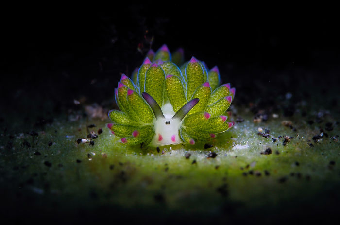 Honorable Mention, Nudibranch, "Sheep On The Shot" By Chun Ho Tam