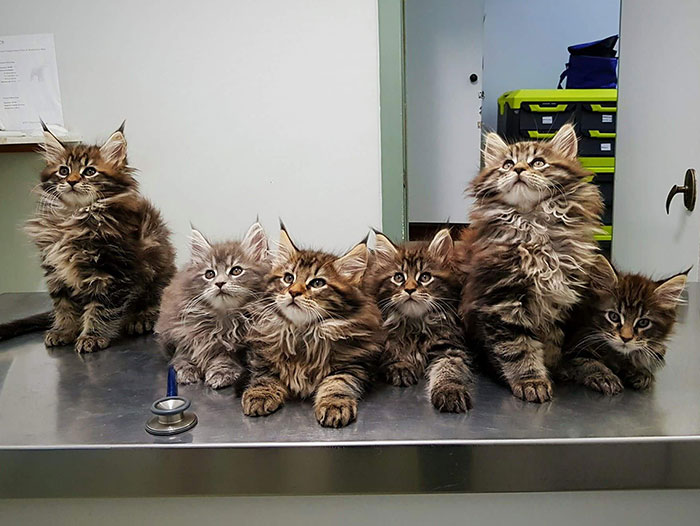 9-Week-Old Maine Coon Kittens, Waiting For Their Vet Check