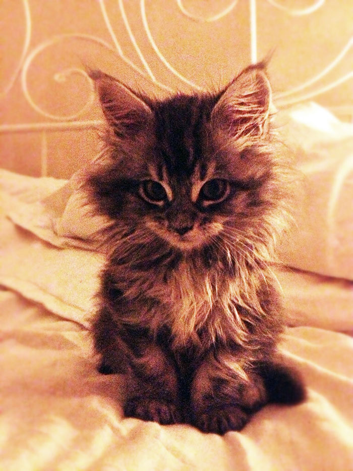 Please, A Few Moments For My Friend's Beautiful Maine Coon