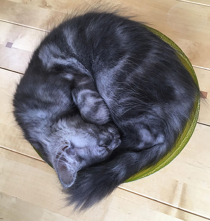 At 16-Weeks-Old, Poor Manny The Maine Coon Is Soon To Outgrow His Favourite Bowl