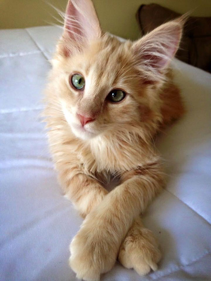 3 Years Ago Today, Baby Maine Coon Started Practicing His Poses