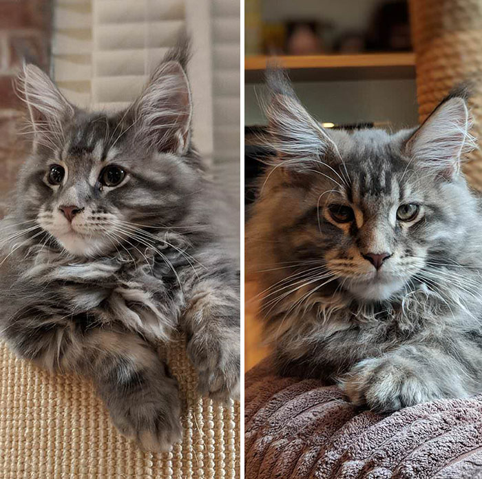 Hard To Believe, But This Is Our Kitten Huxley At 13 Weeks And At 14 Weeks. Maine Coons Grow Up Fast