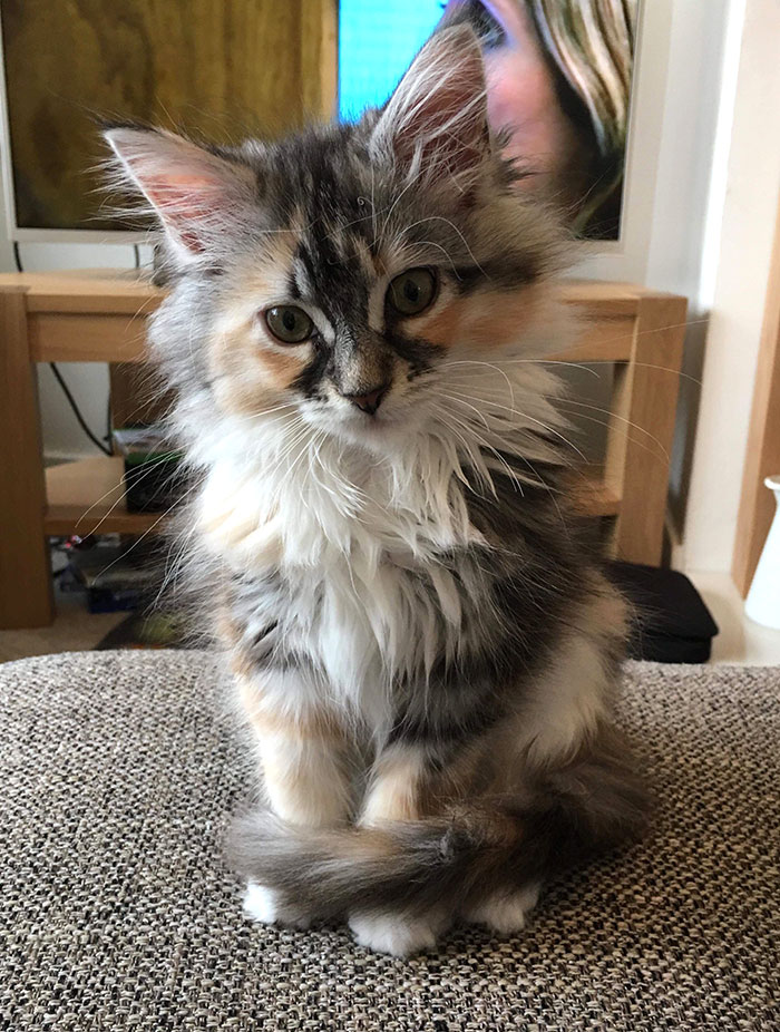 Our 14-Week-Old Maine Coon Kitten, Luna