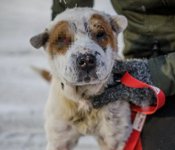 This Dog Was Taken Away From Owners Who Kept Him In Horrible Conditions, Gets A Forever Home