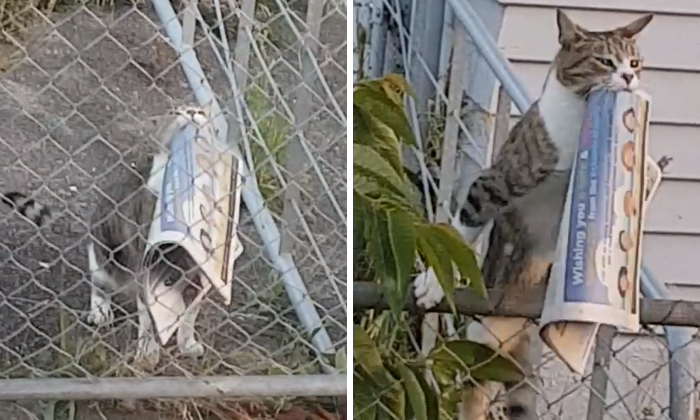 Woman Catches Her Cat Returning From Neighbor’s Property With Stolen Goods