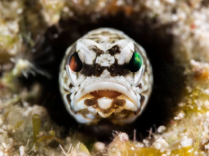 Honorable Mention, Mirrorless Macro, "Face To Face" By Rafi Amar
