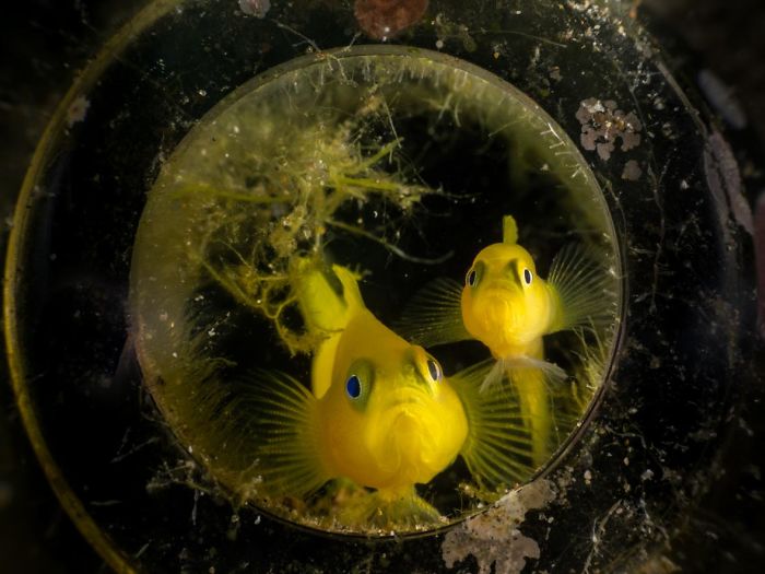 3rd Place, Compact Macro, "Yellow Gobies In A Bottle" By Matteo Pighi
