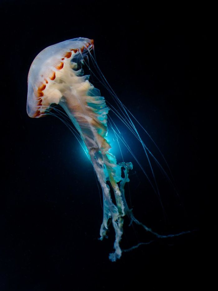 1st Place, Compact Wide Angle, "Dancing Jellyfish" By Melody Chuang