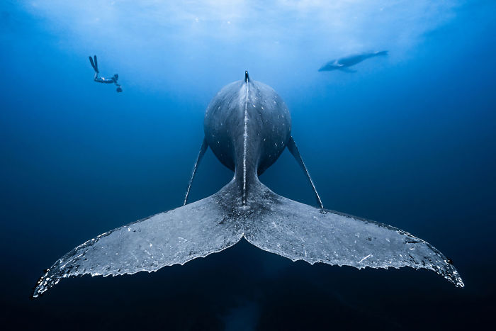 1st Place, Wide-Angle Category, "Gentle Giants" By François Baelen