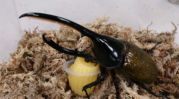 Turns Out Beetles In Japan Are Such A Big Deal That People Keep Them As Pets And Feed Them Jelly Cups