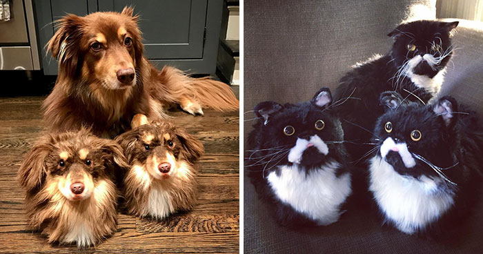 This Company Makes Slippers That Look Just Like People’s Pets And They Are So Realistic That Dogs Get Jealous