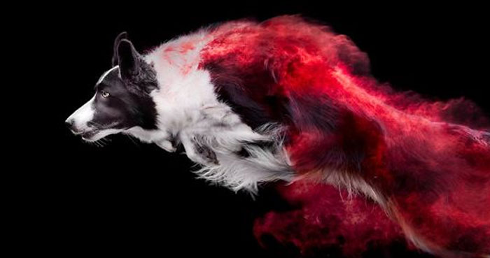 I Tossed Powder On Some Dogs, And The Result Turned Out Amazing (13 Images)