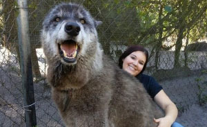 Owner Dumped Wolfdog At Kill Shelter When He Got Too Much To Handle, Luckily This Sanctuary Saved Him