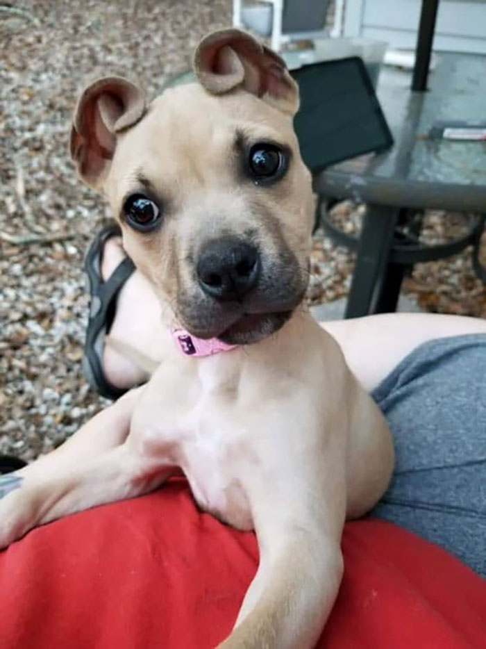 People Rescue A Litter Of Pit Bulls, Notice That One Of Them Has 'Cinnamon Roll' Ears