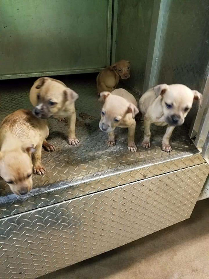 People Rescue A Litter Of Pit Bulls, Notice That One Of Them Has 'Cinnamon Roll' Ears