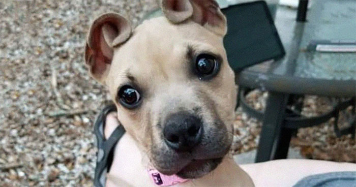People Rescue A Litter Of Pit Bulls, Notice That One Of Them Has ‘Cinnamon Roll’ Ears