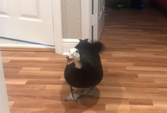 Meet Petunia - The Rescued Duck Who Greets Her Owner In The Cutest Way Possible