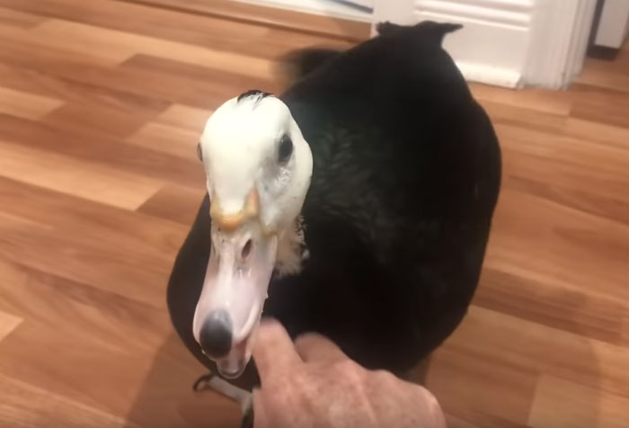 Meet Petunia - The Rescued Duck Who Greets Her Owner In The Cutest Way Possible