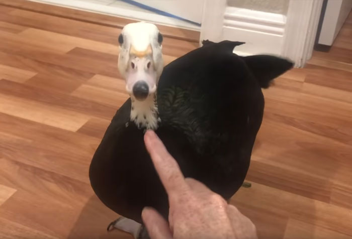 Meet Petunia – The Rescued Duck Who Greets Her Owner In The Cutest Way Possible